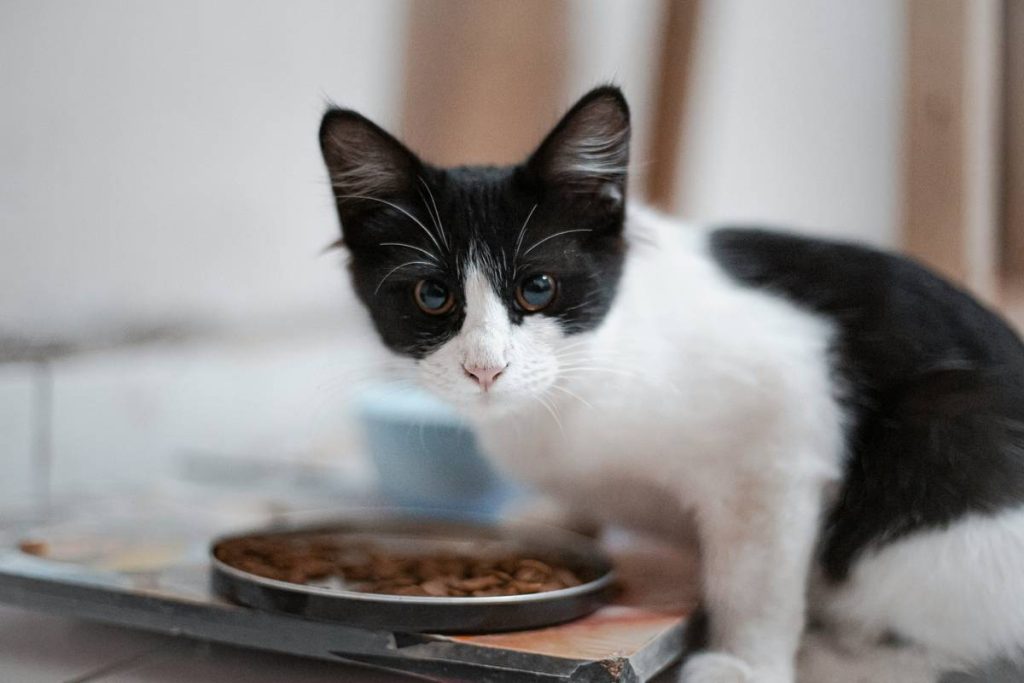 10 Sensitive Stomach Cat Treats That Actually Work (Vet-Approved & Tummy-Tested)