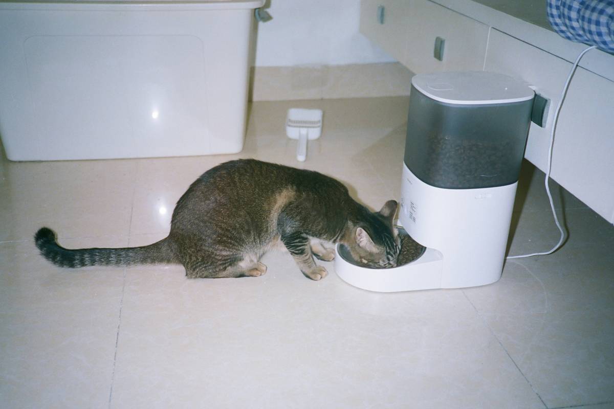 hypoallergenic cat food plan elimination diet timeline chart