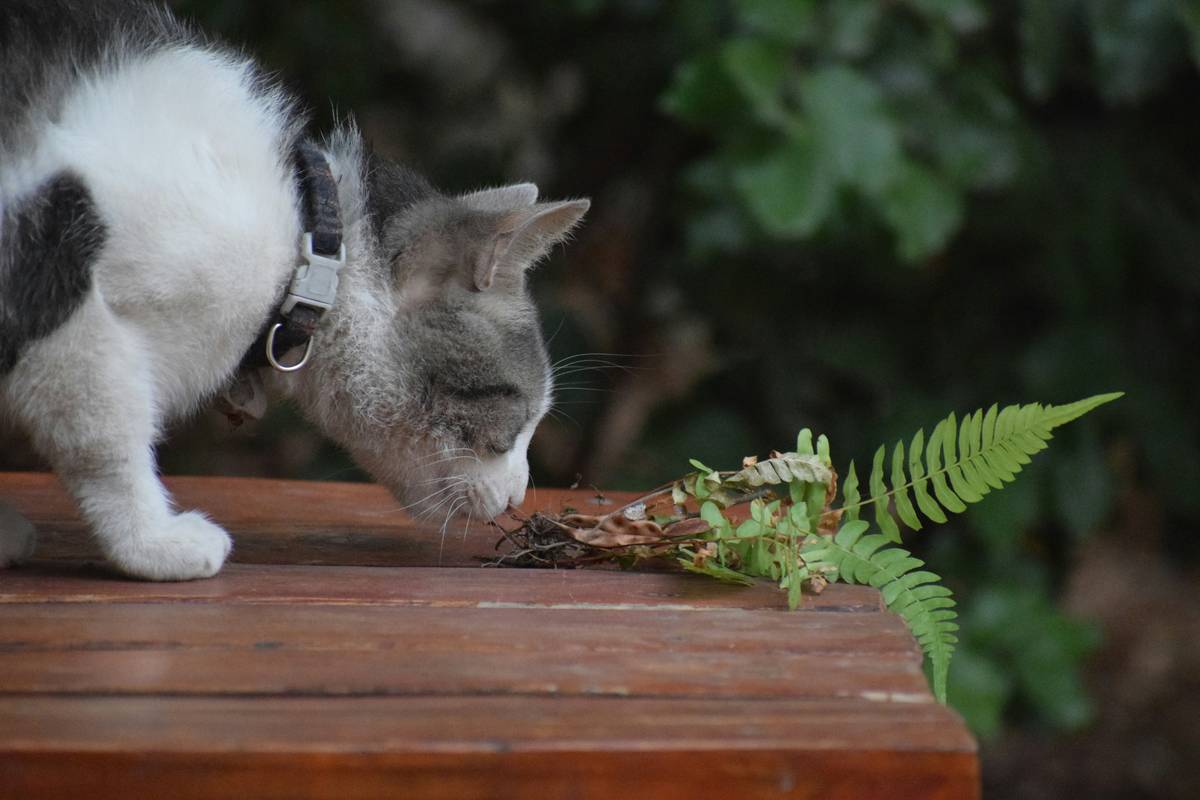 Close-up of premium organic meat cat meal showing visible shredded chicken and no fillers