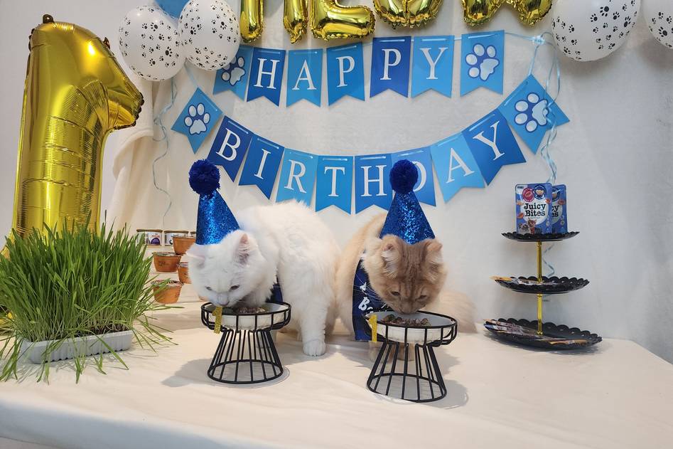 Homepage for Pet Care Specialized Pet Food organic cat food
