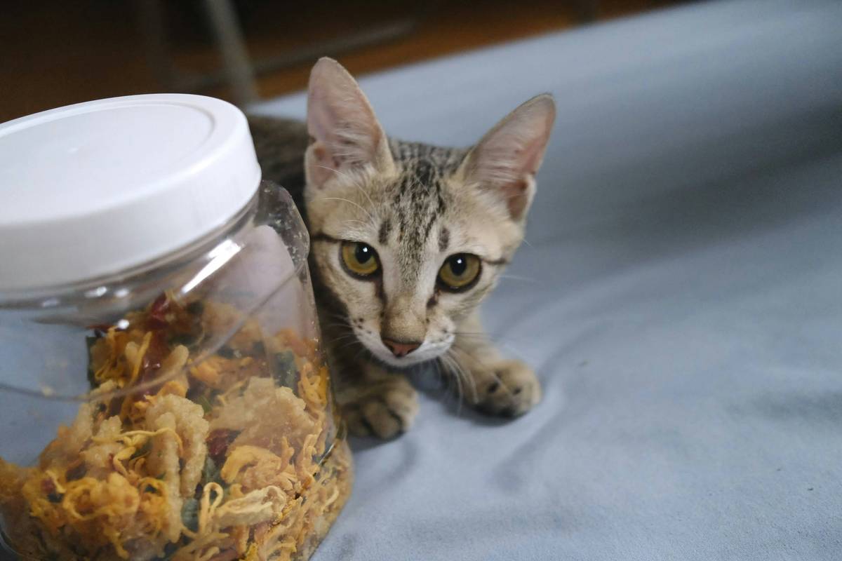 Infographic: Safe vs. risky ingredients in sensitive stomach cat treats. Green column shows pumpkin, chicken liver, organic oats. Red column shows corn syrup, artificial colors, BHA/BHT.