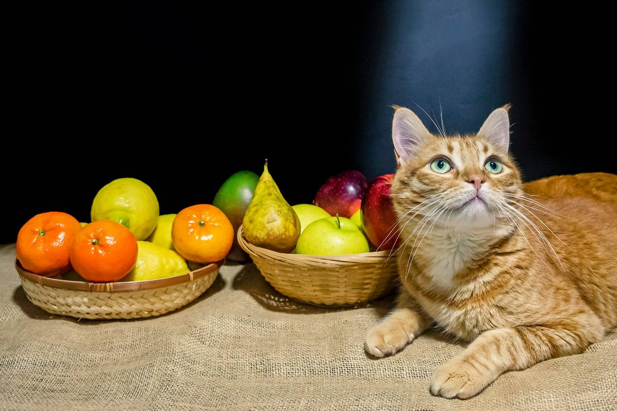 Infographic showing breakdown of unsustainable vs sustainable cat food supply chains: conventional uses factory-farmed meat, long transport routes, non-recyclable packaging; sustainable uses regenerative farms, local processing, compostable bags