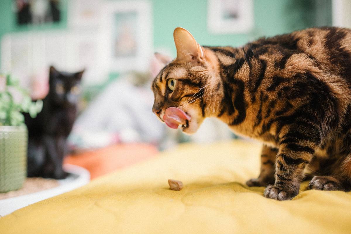 Infographic showing common food allergens in cats vs. ideal grain-free protein sources like chicken, turkey, duck, and rabbit