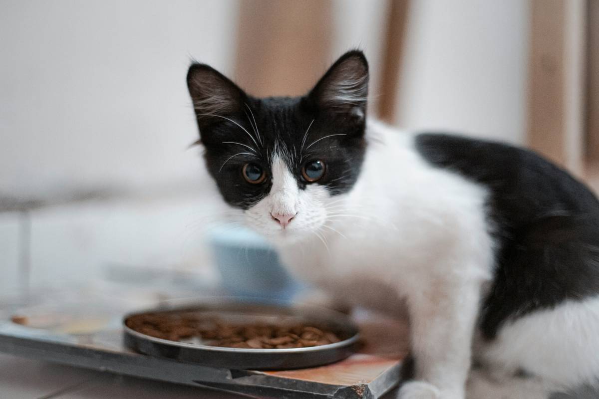 Infographic showing top feline food allergens: chicken (40%), beef (25%), fish (15%), dairy (10%), other (10%) based on ACVN data