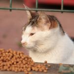 limited ingredient cat nutrition: The Allergy Solution Most Vets Won’t Push