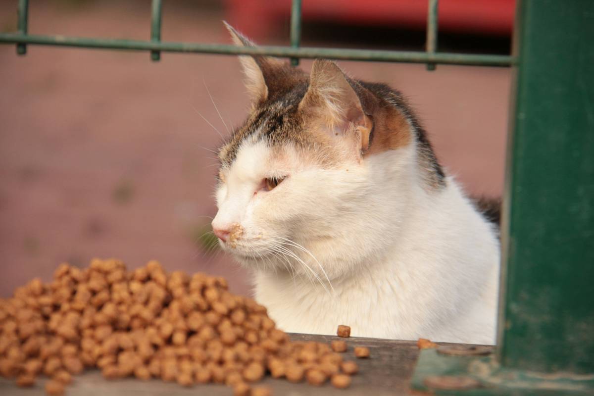 limited ingredient cat nutrition: The Allergy Solution Most Vets Won’t Push