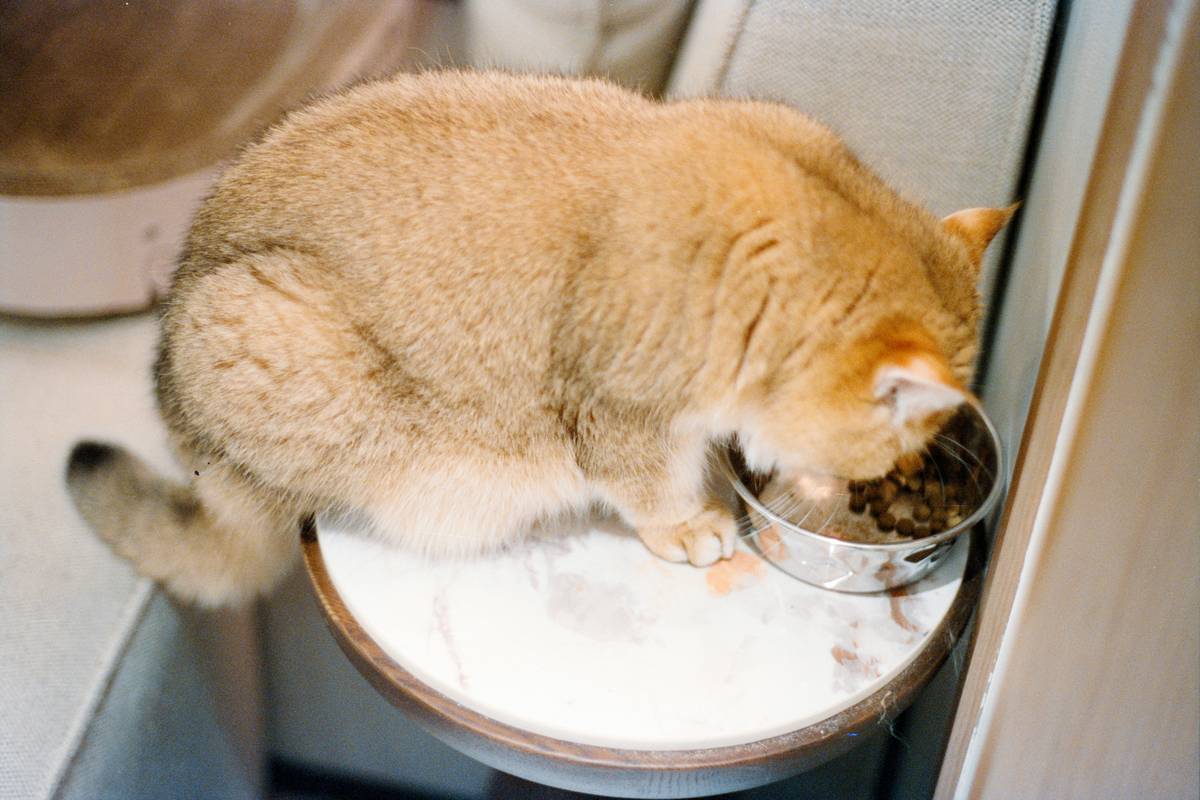Side-by-side comparison of ingredient labels highlighting organic meat cat meal vs generic organic cat food