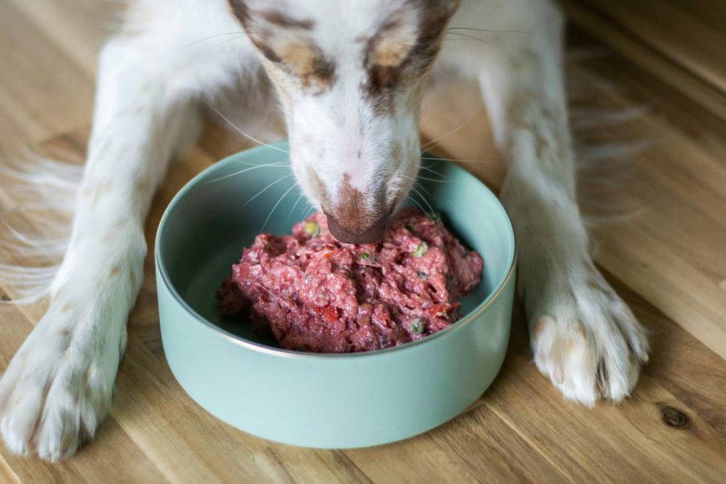 What If Your Cat’s Dinner Is Secretly Harming the Planet? The Truth About Eco-Friendly Cat Diet Production