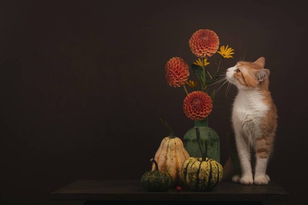 Why Your Cat Deserves a Natural Ingredient Cat Diet—And What Most Brands Won’t Tell You