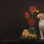 Why Your Cat Deserves a Natural Ingredient Cat Diet—And What Most Brands Won’t Tell You