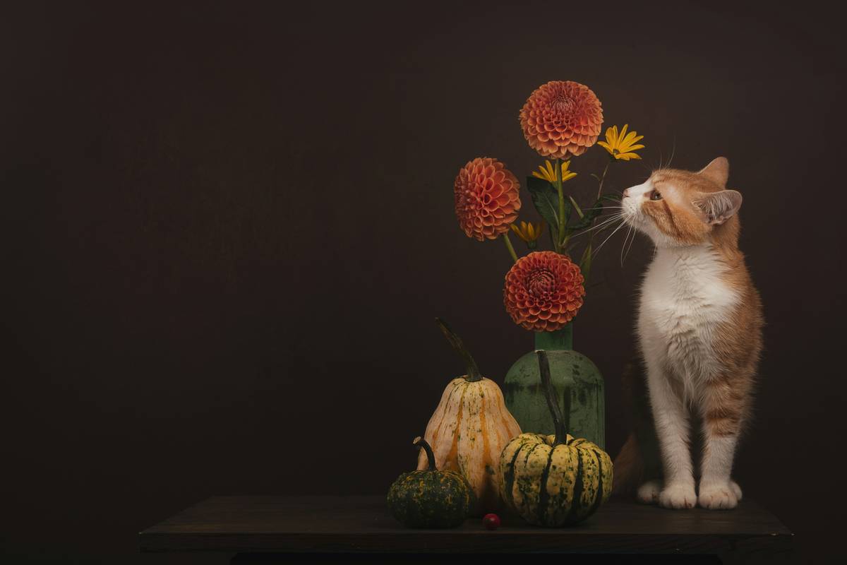 Why Your Cat Deserves a Natural Ingredient Cat Diet—And What Most Brands Won’t Tell You