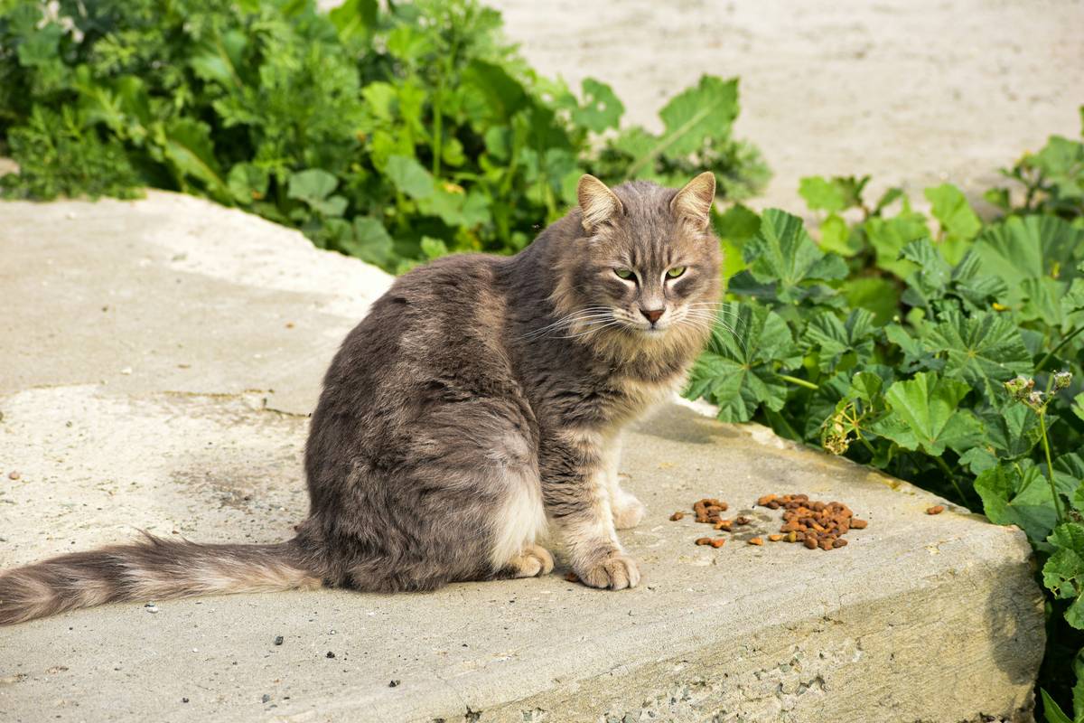 Sustainable Cat Food Brand Plan: 7 Proven Steps to Avoid Costly Eco Mistakes