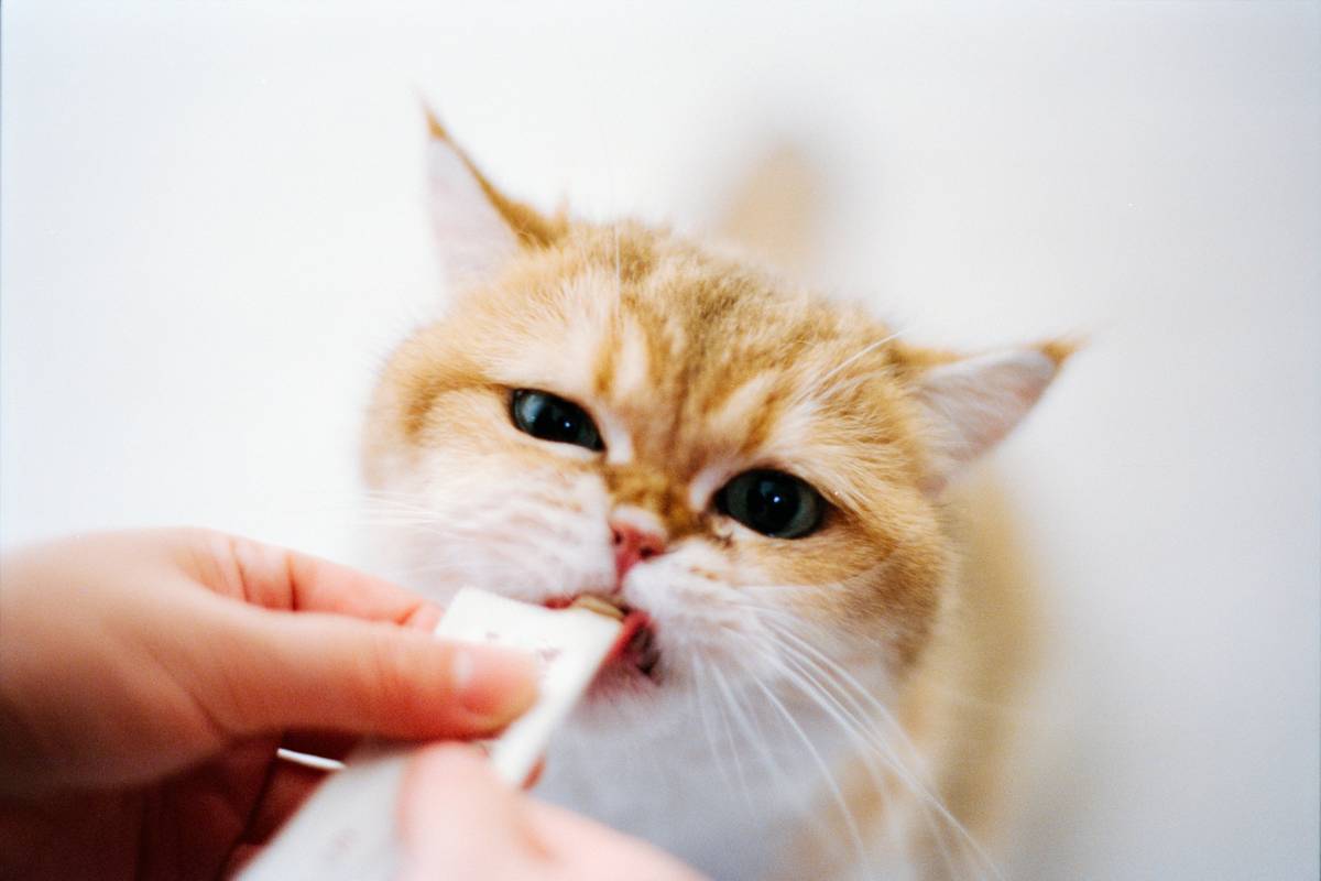 Hypoallergenic Cat Treats: 7 Proven Ways to Avoid Painful Allergic Reactions