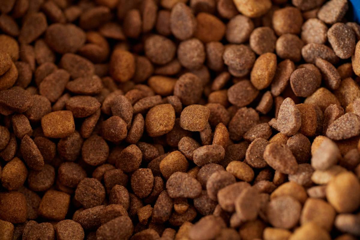 Limited Ingredient Cat Diet Meal: 7 Proven Ways to Avoid Painful Allergy Mistakes