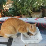 Natural Flavor Cat Meal: 7 Proven Tips to Avoid Costly Mistakes