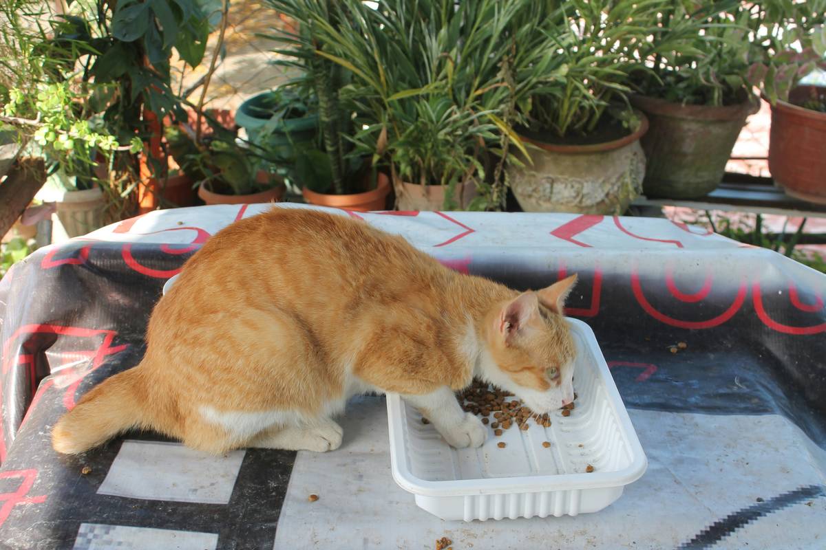 Natural Flavor Cat Meal: 7 Proven Tips to Avoid Costly Mistakes