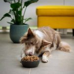 Organic Protein Cat Diet Plan: 7 Proven Tips to Avoid Costly Mistakes