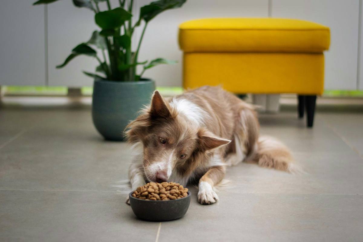 Organic Protein Cat Diet Plan: 7 Proven Tips to Avoid Costly Mistakes