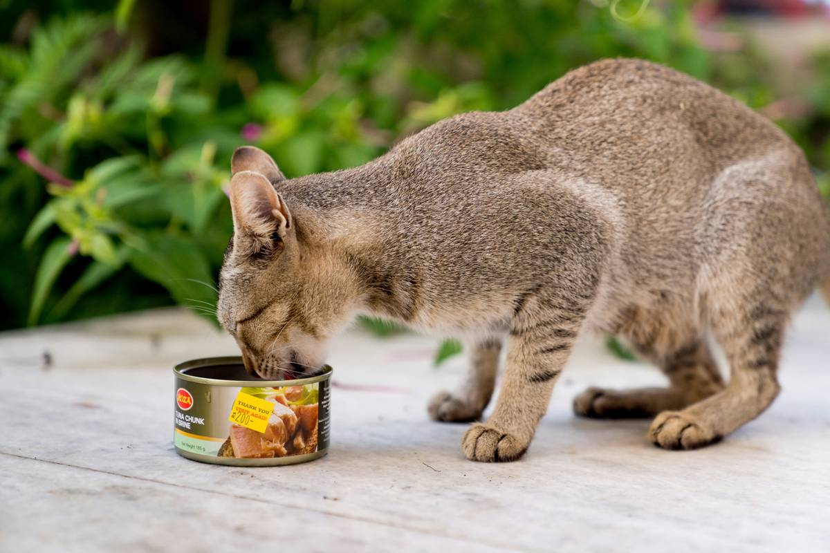 Bag of organic nutrient cat formula showing USDA Organic seal next to ingredients list