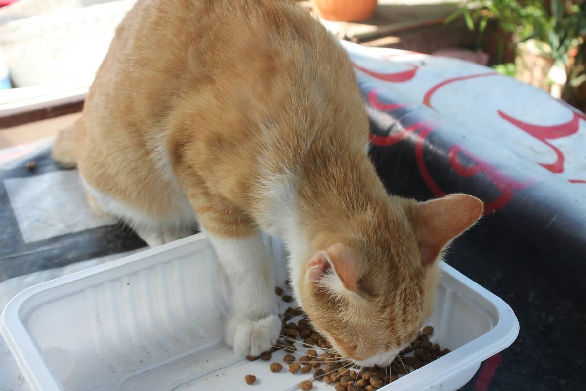 Sensitive Cat Diet Meal: 7 Proven Tips to Avoid Costly Digestive Mistakes