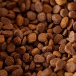 Allergy-Friendly Cat Kibble Plan: 7 Proven Steps to Avoid Painful Reactions